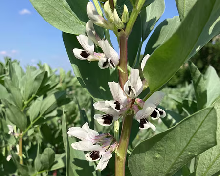 Faverolle (cultivée).