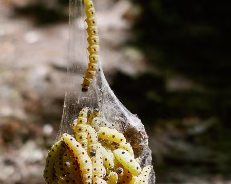 Chenilles d'hyponomeute (petit papillon de nuit). Merci chenilles.net
