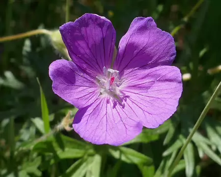 Géranium sanguin