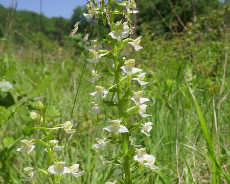 Platanthère à fleurs verdâtres (orchidée)