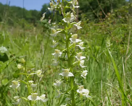Platanthère à fleurs verdâtres (orchidée)