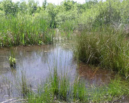 La Mare (c'est son nom), proche de Boissy-le-Cutté.