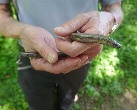 Petit orvet se réchauffe dans les mains d'une hardie randonneuse.