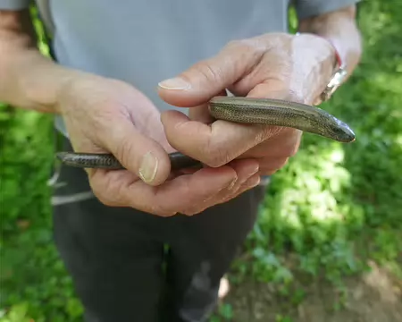 Petit orvet se réchauffe dans les mains d'une hardie randonneuse.