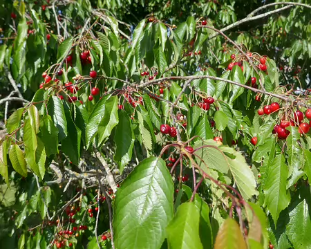Hmm les belles cerises...