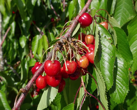 Les très belles cerises... miam miam ?