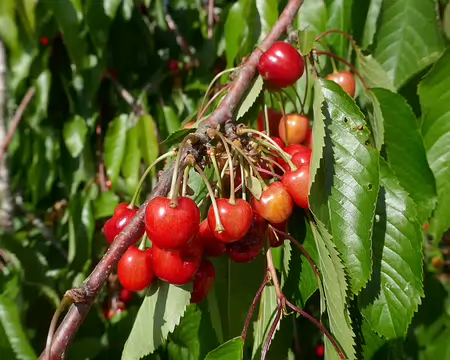 Les très belles cerises... miam miam ?
