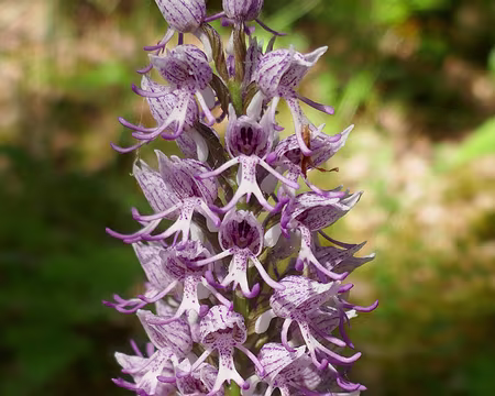 Orchis singe (merci plantnet).