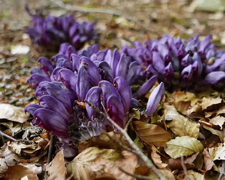 2025-05-03 18-11-29 Lathrée clandestine (Lathraea clandestina).