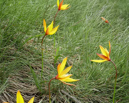 2025-05-07 16-20-21 Tulipe des bois ou Tulipe sauvage (Tulipa sylvestris).