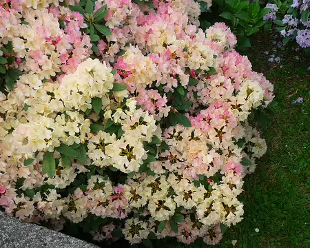 P1350882 C'est la saison des rhododendrons.