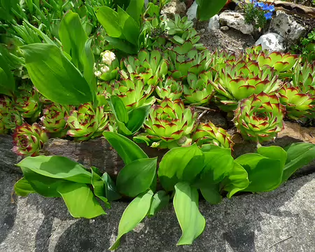 P1350891 Le muguet se faufile