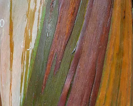 P1350907 Je les trouve incroyable ces eucalyptus !