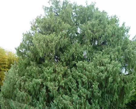 P1350918 Un sacré résistant, sur l'île Madre