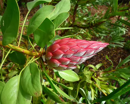 P1350923