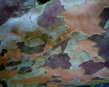 P1360097 Encore une écorce sympa !