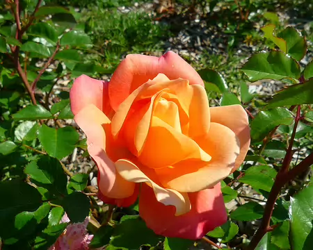 P1360102