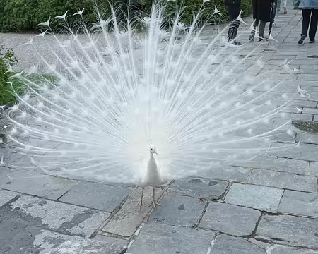 031 belle roue par ce petit Paon blanc