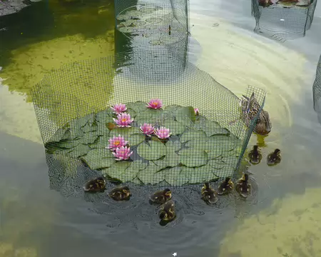 032 petits canetons autour des Nymphaes