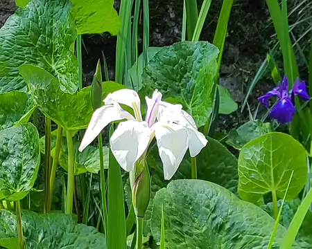 20250511 (39) Iris laevigata ou Iris d'eau?
