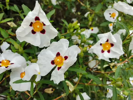 2025-05 Parc de Sceaux