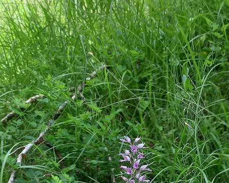 20250531_112120-01 Orchis militaire