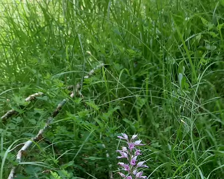 20250531_112120-01 Orchis militaire