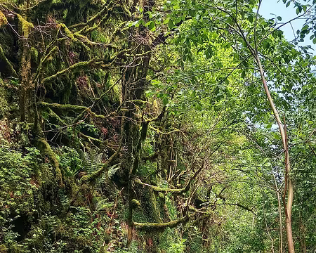 20250531_132019-01 Ruisseau à sec mais chaleur humide