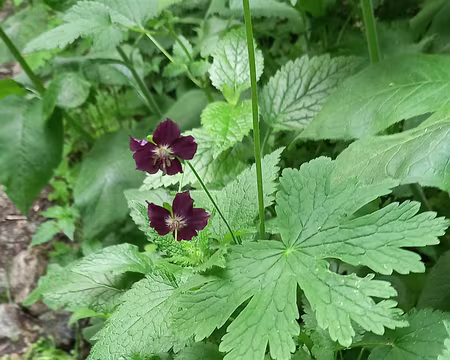 20250531_132054-01 Géranium brun.