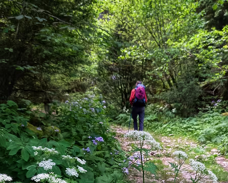 20250531_132942-01 Cerfeuil des bois et lunaire vivace (odorante) ou monnaie du pape.