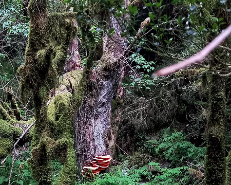 20250531_133928-02 Polypore soufré