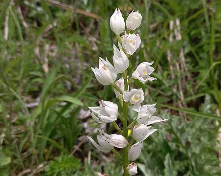 20250531_135704-01 Céphalanthère à feuilles longues