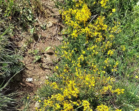 20250601_114214-01 Genêt velu.