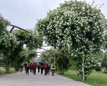 002 La roseraie Anne-Marie Doux à Guyancourt dans le parc des sources de la Bièvre aménagé en 1977 entre la gare et la haute vallée de la Bièvre