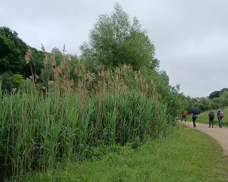 007 Roselière