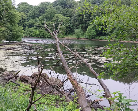 012 L’étang du Moulin à Renard fait partie du vaste système hydraulique des étangs de la Minière creusés sous le règne de Louis XIV pour alimenter en eau le parc du...