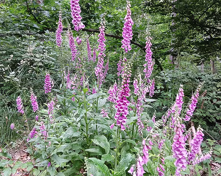 013 Digitales dans le sous-bois