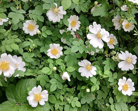 014 Eglantiers bordant le chemin forestier de la Fontaine blanche