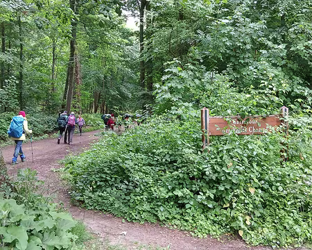 020 La route forestière de la Porte de Buc