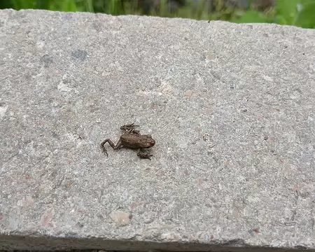 027 Mini grenouille