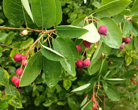 038 Baies de Vaccinium