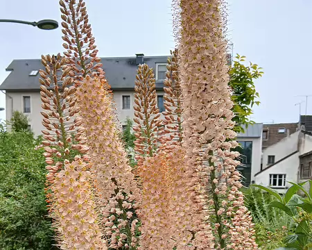 041 Lis des steppes