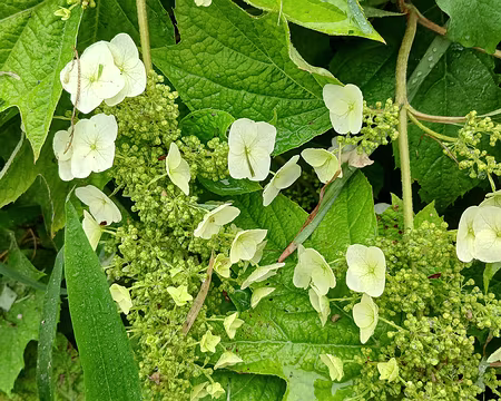 042 Hydrangea à feuilles de chêne