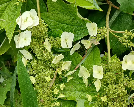 042 Hydrangea à feuilles de chêne