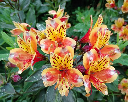 050 Merci Martine pour cette belle randonnée dans la haute vallée de la Bièvre