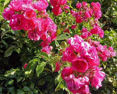 004 Des roses à Massy