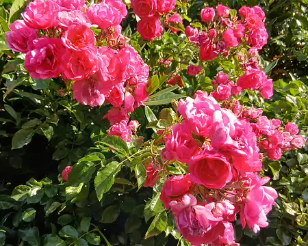 004 Des roses à Massy