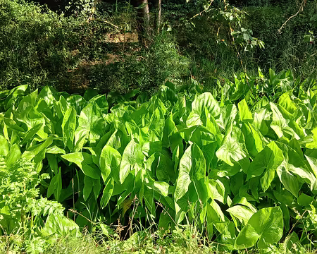 009 Sagittaires dans le lit de la Bièvre