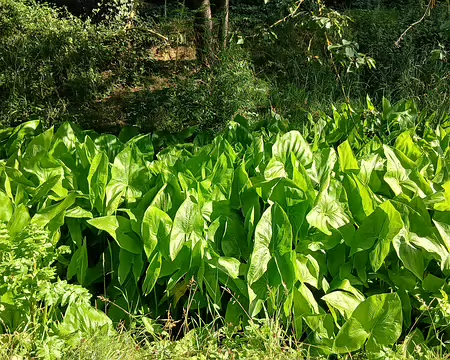 009 Sagittaires dans le lit de la Bièvre