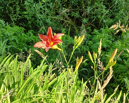 013 Hémérocalle (Lys d’un jour)